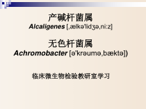 临床微生物实验产碱杆菌属和莫拉菌属课件