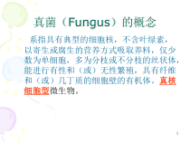 医学课件之抗生素-真菌Fungus