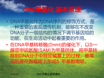 DNA-甲基化医学课件培训课件