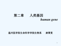 双语医学遗传学第二章人类基因2课件