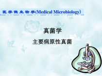 医学主要致病性真菌教学课件