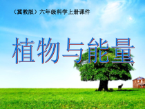 植物与能量医学课件精选版