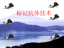 标记抗体技术医学课件