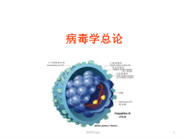 病毒学概论医学课件