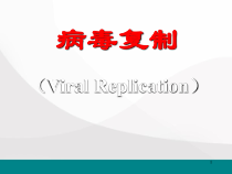 病毒复制医学课件