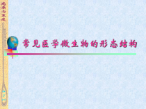 常见医学微生物的形态结构课件
