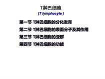 T淋巴细胞医学宣教课件