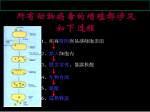 病毒的复制主题医学知识课件