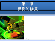 病理学损伤的修复医学课件
