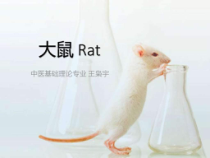 大鼠Rat_基础医学课件