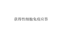 大学课程医学免疫学获得性细胞免疫应答课件