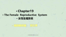 大学医学院生理版female10课件2