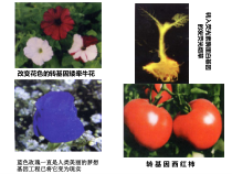 第5章细菌的遗传与变异医学微生物学课件