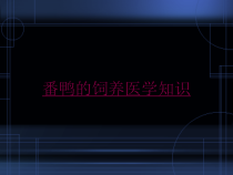 番鸭的饲养医学知识培训课件