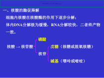核酸代谢医学宣教课件