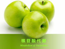 核苷酸的代谢医学课件