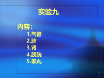 各器官组织切片医学课件
