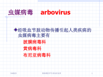 黄病毒医学专业知识宣讲培训课件