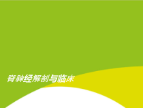 脊神经解剖与临床授课用_课件