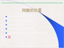 间脑解剖生理及定位诊断医学教学课件