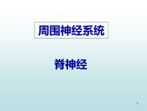 脊神经解剖医学课件