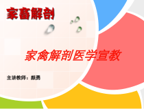 家禽解剖医学宣教培训课件