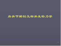 肩关节解剖医学课件