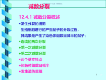 减数分裂主题医学知识课件