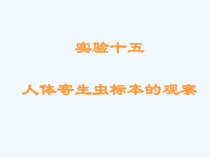 实验人体寄生虫实验医学蠕虫课件