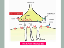 神经肌接头的兴奋传递与有机磷农药中毒的治疗完整版课件