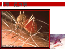 苏州大学寄生虫学医学节肢动物课件