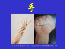 手的解剖与临床课件