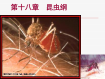 人体寄生虫学课件医学节肢动物2-