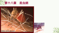 人体寄生虫学医学节肢动物课件