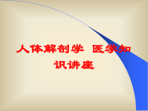 人体解剖学-医学知识讲座培训课件