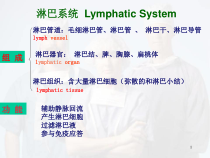 人体淋巴系统医学课件