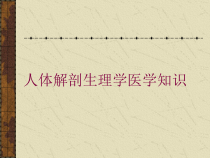 人体解剖生理学医学知识培训课件