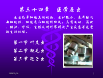 三十四医学原虫课件