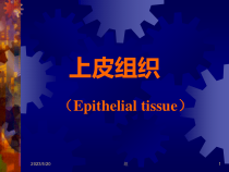 上皮组织医学课件
