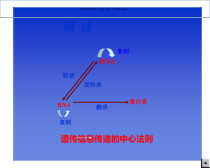 生物化学核酸的生物合成医学知识课件