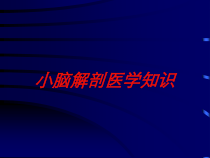 小脑解剖医学知识培训课件