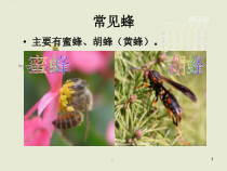 新版蜂蛰伤的急救-医学课件精选