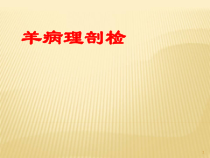 羊病理剖检医学课件