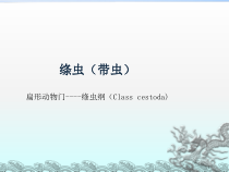 医学寄生虫学5绦虫课件