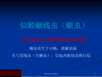 医学寄生虫学蛔虫课件