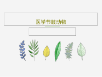 医学节肢动物共17张课件_2
