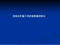 医学课件-发根农杆菌介导的植物基因转化教学课件