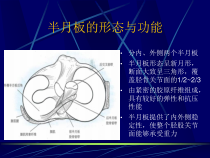 医学课件半月板损伤磁共振表现