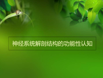 医学课件-大脑解剖结构1课件