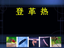 医学课件-登革热基本知识课件